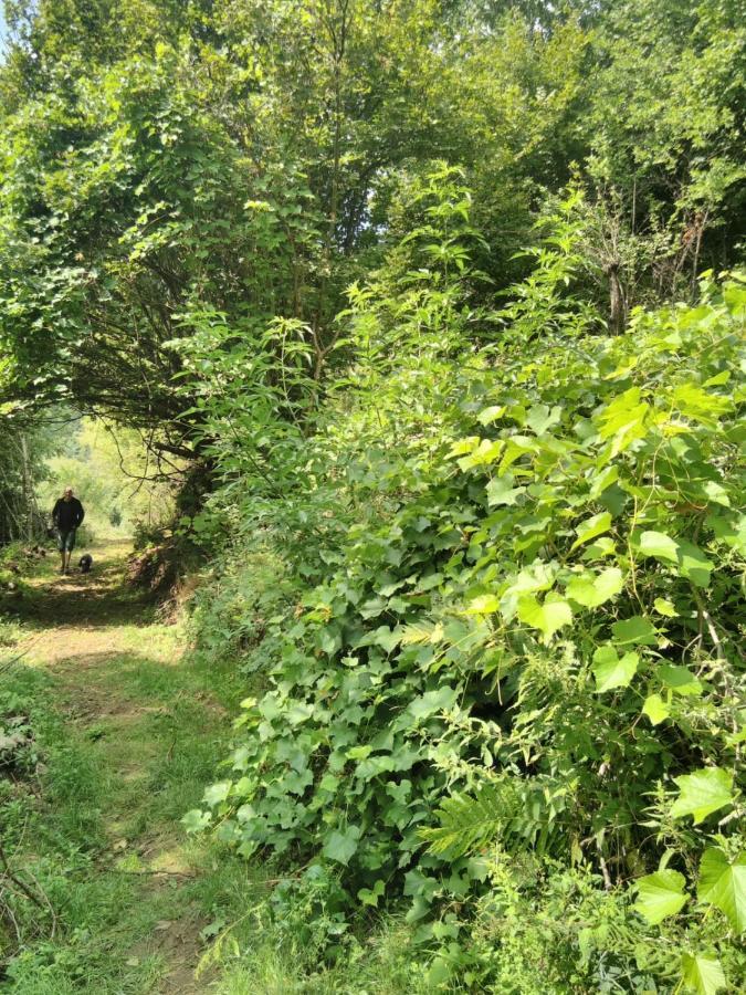 Grande Tente Tipi En Pleine Foret Burzet Buitenkant foto