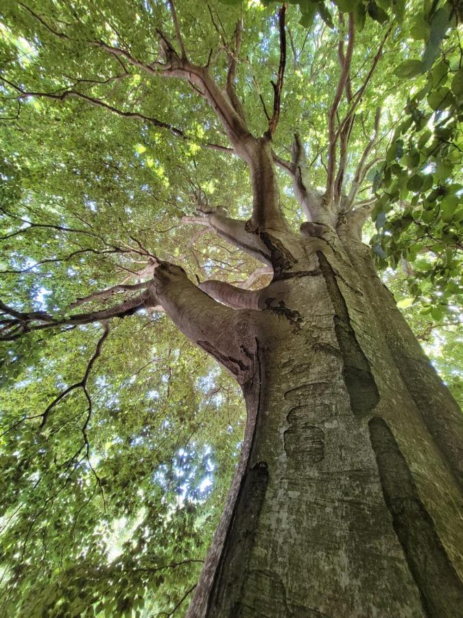 Grande Tente Tipi En Pleine Foret Burzet Buitenkant foto